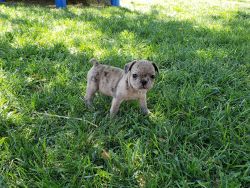 Akc registered French Bulldogs