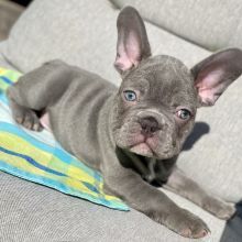 Chester! French Bulldog Puppies