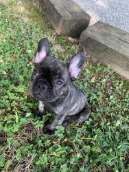 5 month old crate trained French bulldog.