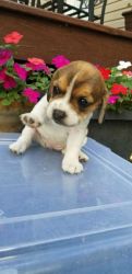 Frengle (beagle + french bulldog)