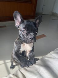3 month old Frenchie