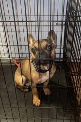 8mth old Frenchie for sale