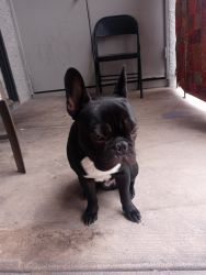 Black and white male frenchie for sale