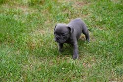 5 Frenchie Puppies For Sale -8 weeks