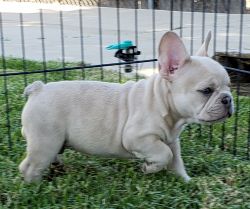 Lilac Merle Fawn Male Frenchie