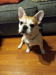 8 month old CKC fawn pied French Bulldog
