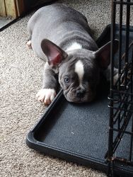 AKC Registered Male French Bulldog Blue Pied