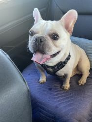 Rehoming 1.5 year old male Frenchy