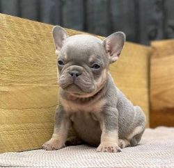 Adorable male and female French bulldogs puppies for sale