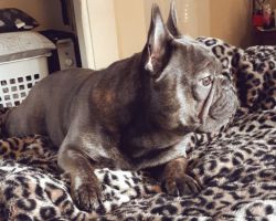 Blue Brindle Male Frenchie