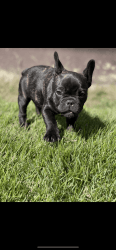 2 adorable 10x week old French bulldog puppies for sale