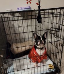 Frenchie Needs A New Home