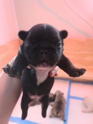 French bulldog puppy looking for her forever home
