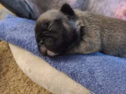 French bulldog puppy looking for his forever one