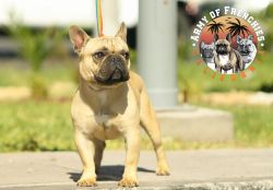 French Bulldog male looking for a new home