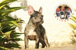 Merle French Bulldog puppy looking for his new home
