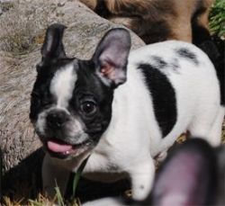 AKC French Bulldog Puppies in a Rainbow of Colors
