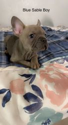 French bulldog puppies - AKC REGISTERED