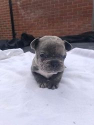 French Bulldog Puppy Is Available And Ready To Go Home With You Today