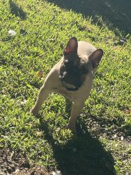 Frenchie 11 Months Old - Rehome