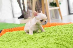 Teacups French bulldogs for sale