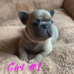 French Bulldogs puppies Ready For New Homes