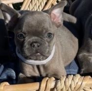 8 1/2 week old mini french bulldogs for sale litter of 7w2 Lilac