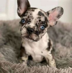 Male And Female French Bulldog For Sale