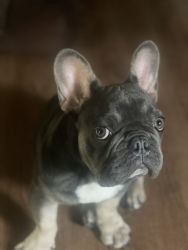 Tri 8 month old frenchie
