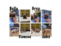 French Bulldog puppies ready for new home