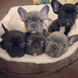 French Bulldog Puppies xxx-xxx-xxxx