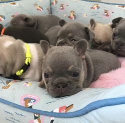 Adorable French bulldog puppies available for sale