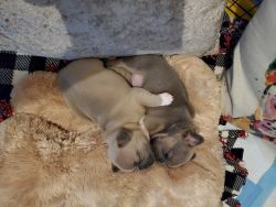 French Bulldog Puppies ready for Christmas!!