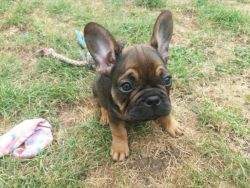 Stunning French Bulldog Puppies looking for forever homes
