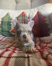 frenchies available