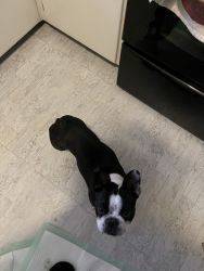 One year old French/ Boston terrier for sale