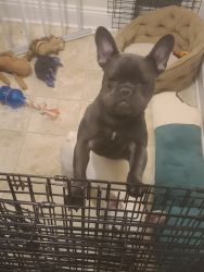 1 1/2 year old Frenchies for sale