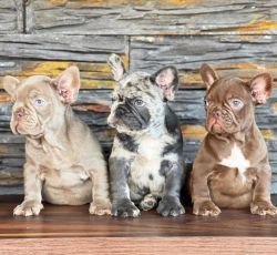 cute akc healthy and adorable frenchies