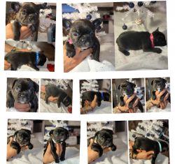 Frenchies / French bulldog puppies for sale