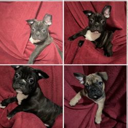 French Bulldog Puppies (Frenchies)