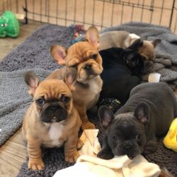 DC French Bulldog Puppies for Rehoming in USA [Dogs]
