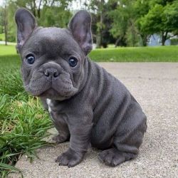 French Bulldog puppies, 3 months