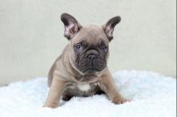 Two Fawn Frenchie Puppies Available Now