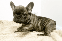 French bulldog puppies with easy financing