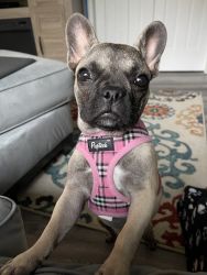 10 Month Old French Bulldog