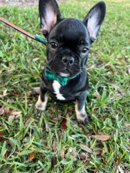 Adorable French Bulldog puppies- Males and females available