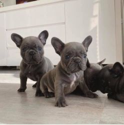 French Bulldog puppy looking for his forever family