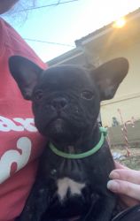 Male Frenchtons available Jan 1