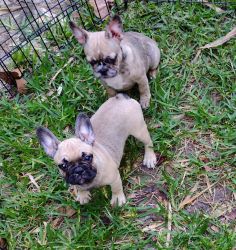 3 left!! French Bulldog puppies!!