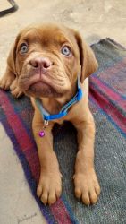 Cute French Mastiff Puppy for Sale